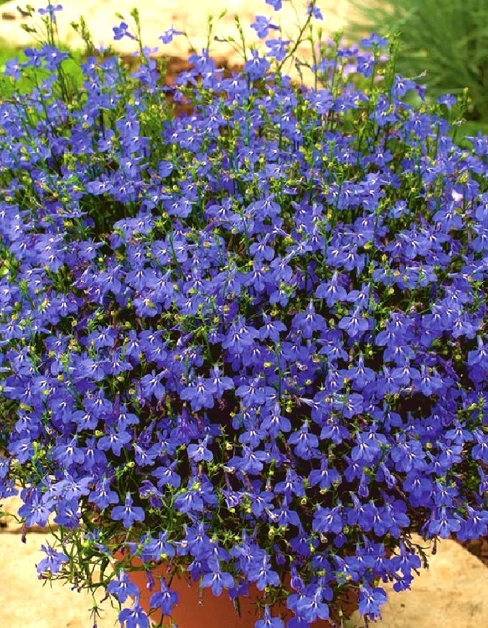 

Лобелия ампельная Сапфир блю вит ай 1000 шт