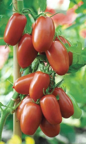 Томат Слива Черная (УД) 20 шт цв.п