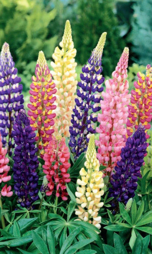 Люпин Яркий Факел (УД) 10 шт цв.п.