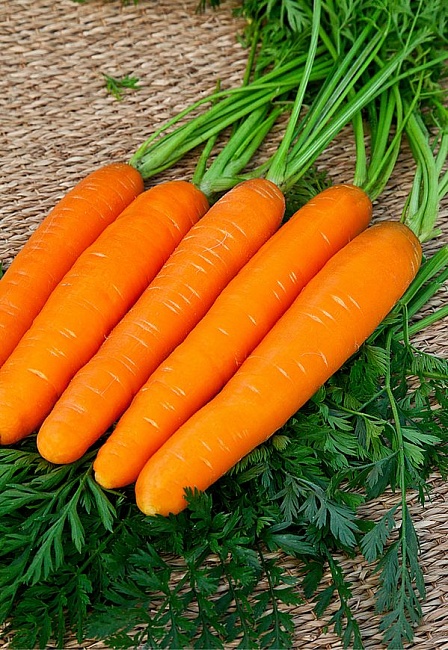 Морковь НИИОХ 336  2 гр б.п.