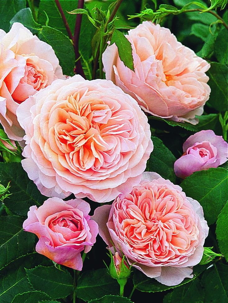 Роза английская Уильям Моррис 1 шт роза английская принцесса александра ов кент 1 шт