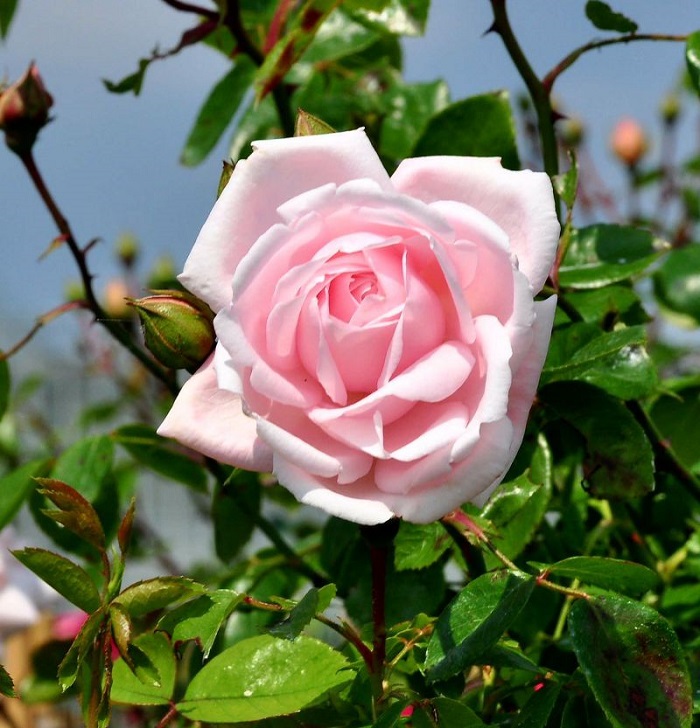 Роза плетистая Нью Доун