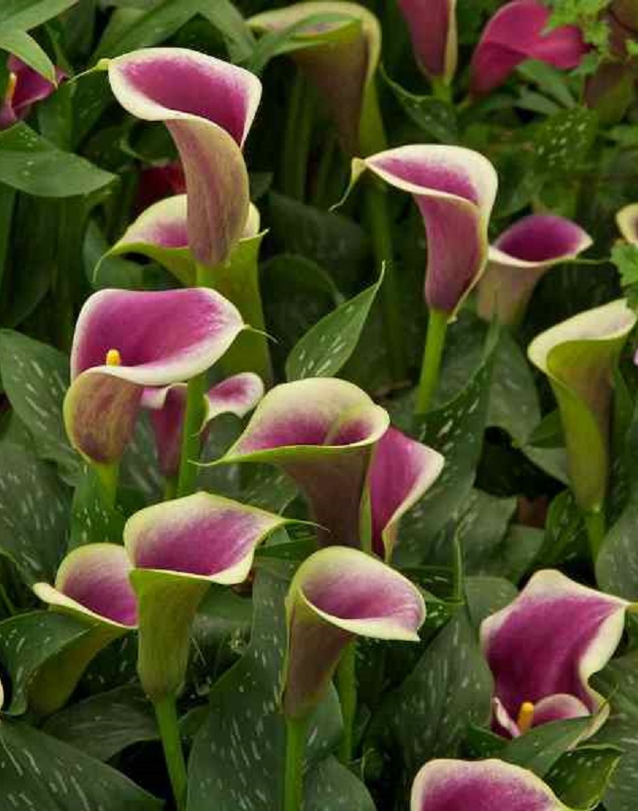 

Калла Пикассо