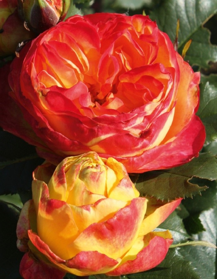 

Роза чайно-гибридная Вулканика