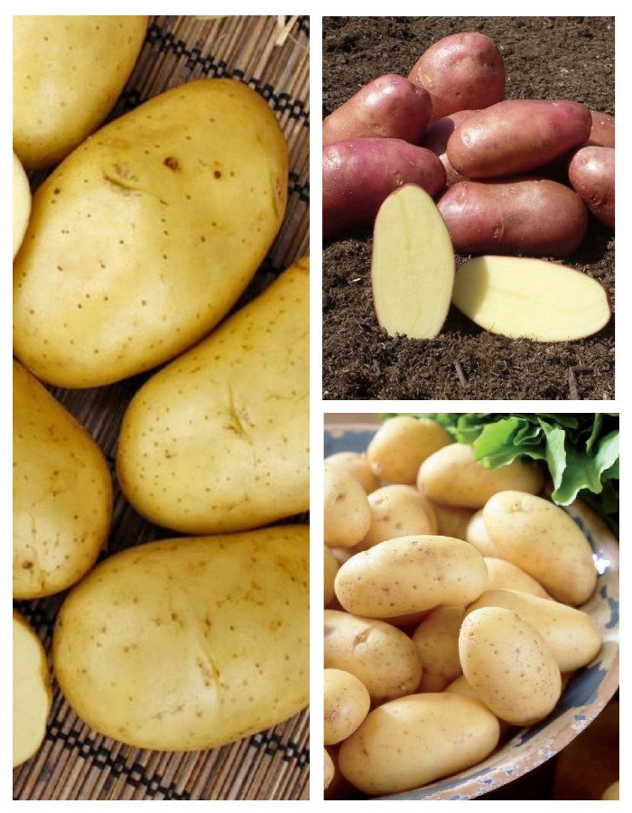 Набор Урожайный 3 сорта (3 кг), Картофель семенной, Наборы картофеля