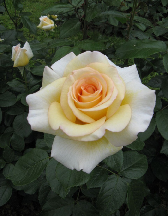 Роза чайно-гибридная Ла Перла 1 шт 