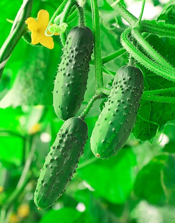 Огурец Ежик F1 0,25г цв.п (Сибирская серия)