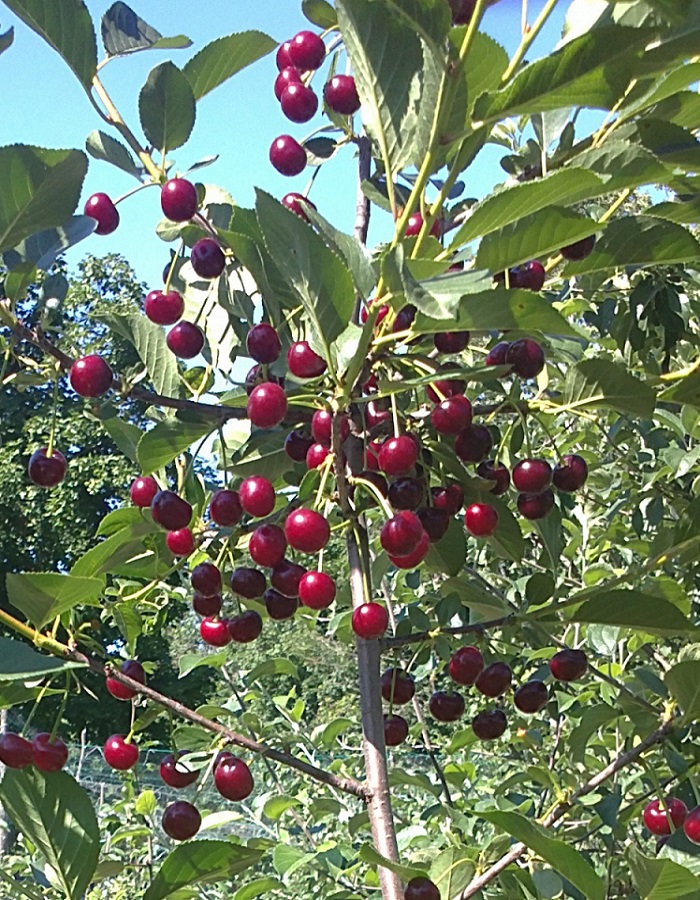 

Вишня Молодежная