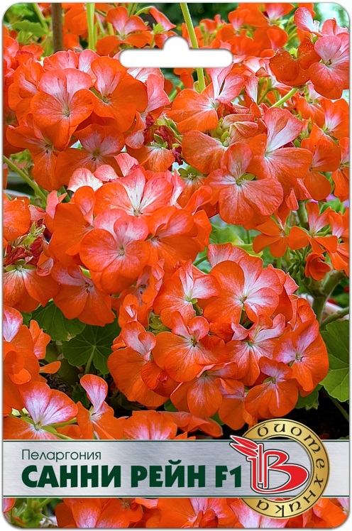 Пеларгония Санни Рейн F1 5 шт, Семена цветов, Комнатные цветы