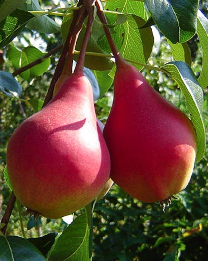 

Груша Нарядная Ефимова