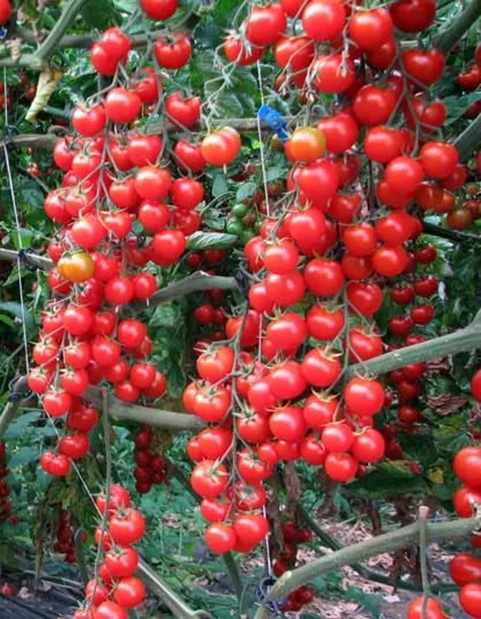 Томат Черри-Краса-Длинная Коса (УД) 20 шт цв п томат экспресс сибири f1 уд 12 шт цв п