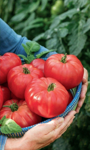 Томат Медовый (УД) 20 шт. цв.п.