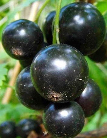 Смородина черная Лентяй