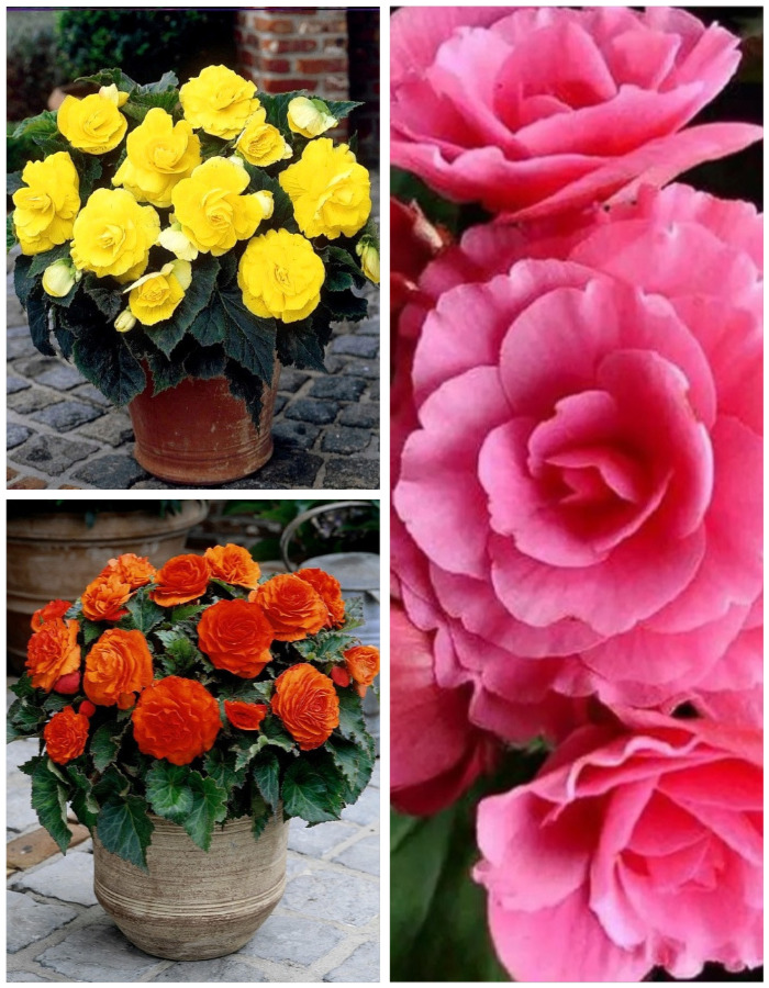 

Микс бегоний махровых Монпансье 3 шт.