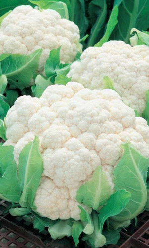 Капуста цветная Альфа (УД) 0,3гр. цв.п.