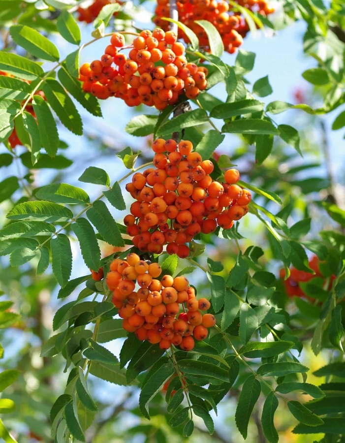 

Рябина обыкновенная Сорбинка