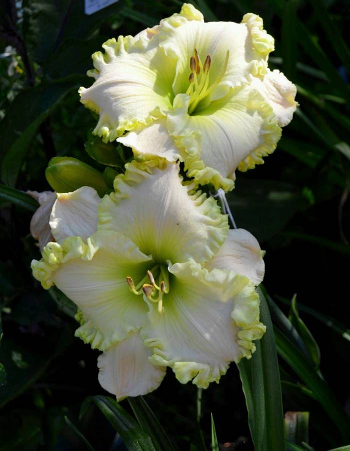 

Лилейник Грин Мистик