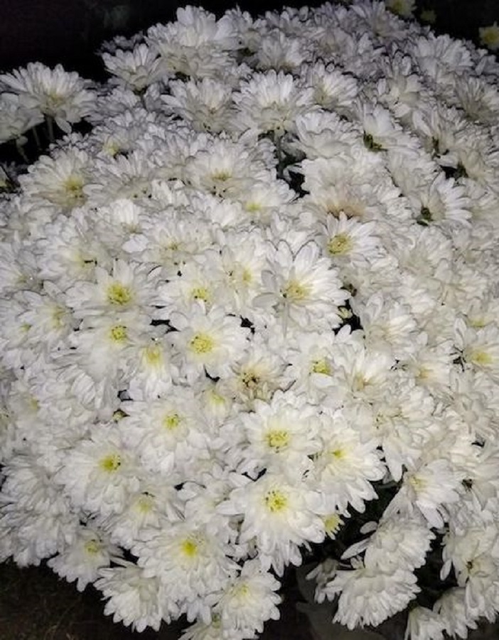 

Хризантема шаровидная Беби мам вайт ASF 1 шт Р9