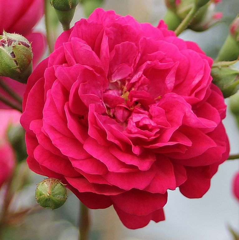 Роза плетистая Старлет Роуз Лола