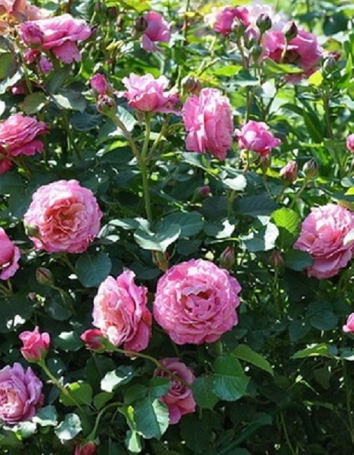 

Роза шраб Агнес Шиллингер