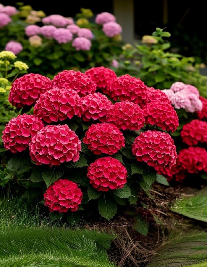 Гортензия крупнолистная Рэд Барон 1 шт Р9 689₽