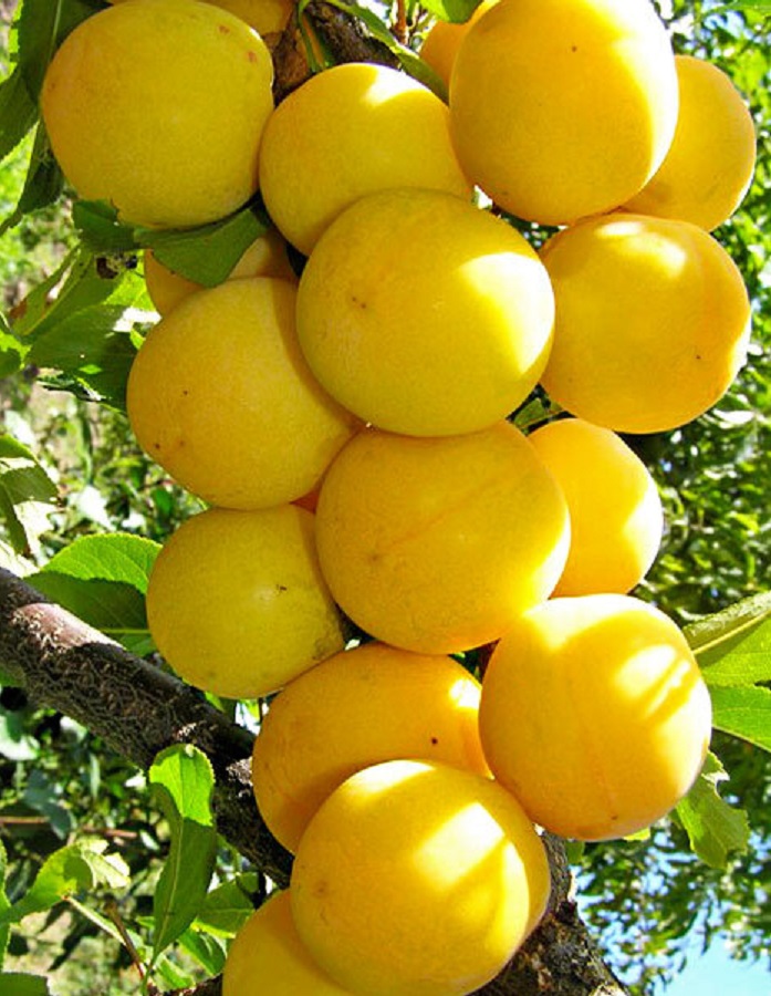 

Алыча Царская