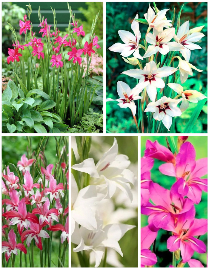 

Микс гладиолусов голландской селекции Эффект Бабочки 5 шт.