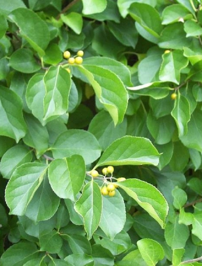 

Древогубец круглолистный 1 шт Р9