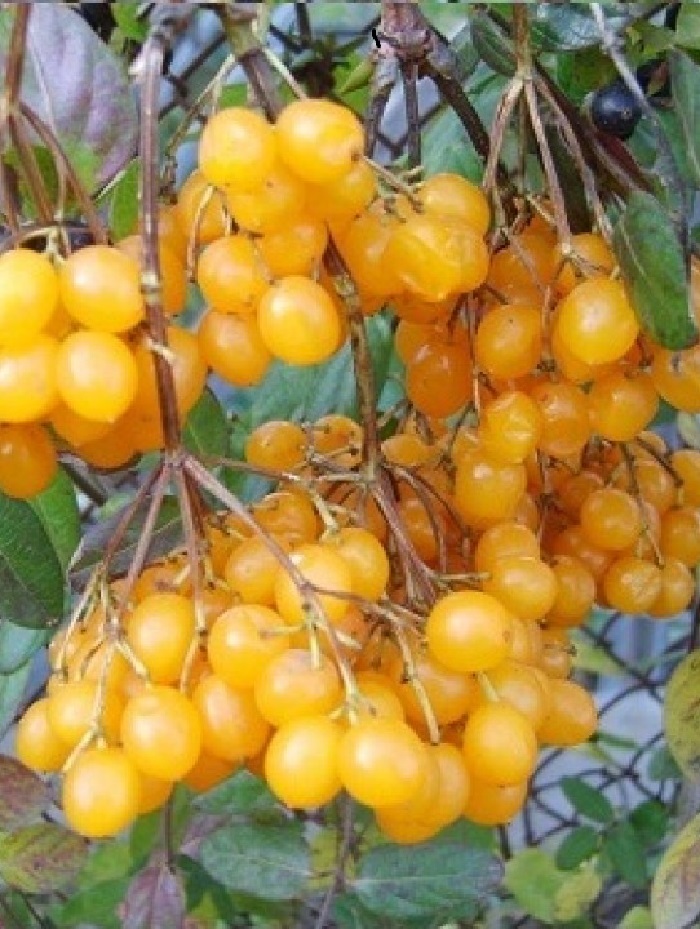 

Калина Ксантокарпум