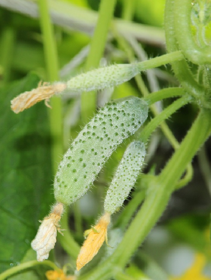 Огурец Маленький проказник F1 0,25 гр цв.п. семена огурец маленький проказник f1 8 семян
