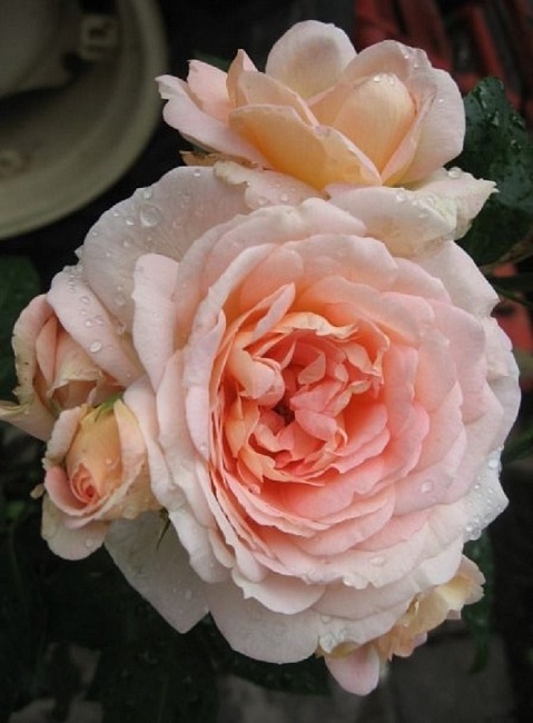 Роза плетистая Амаретто