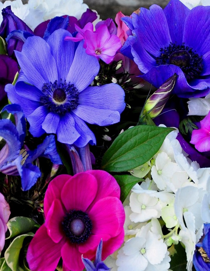 

Анемона Микс