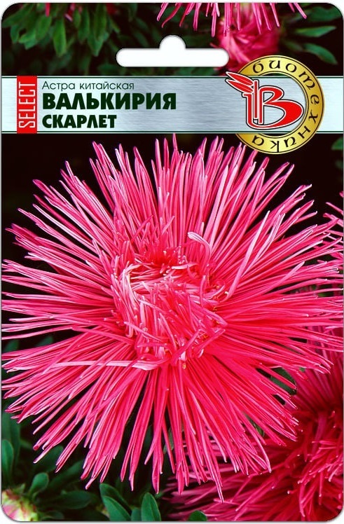 Астра Валькирия селект Скарлет 30 шт