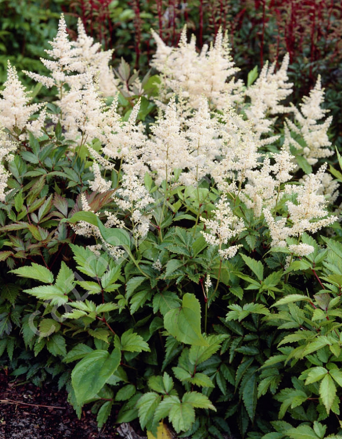 

Астильба Глэдстоун