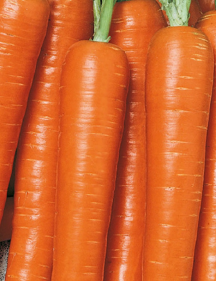 Морковь Надежда F1 (УД) 0,25 гр цв.п. семена морковь каскад f1 0 5 гр