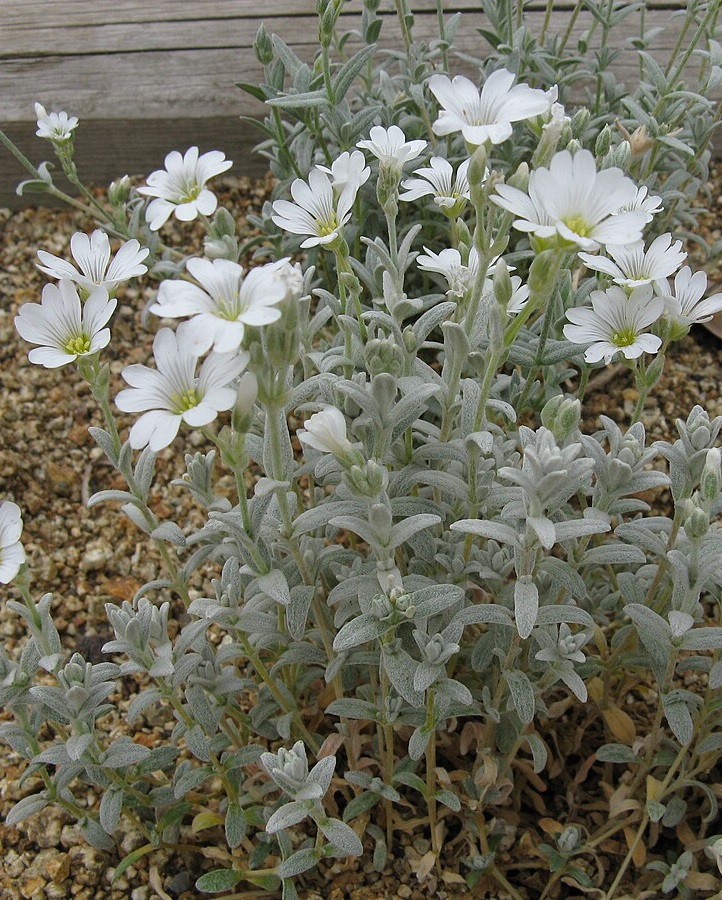 

Ясколка Биберштейна ASF 1 шт Р9