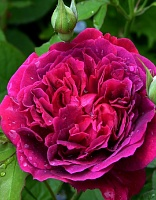 Роза английская Уильям Шекспир 