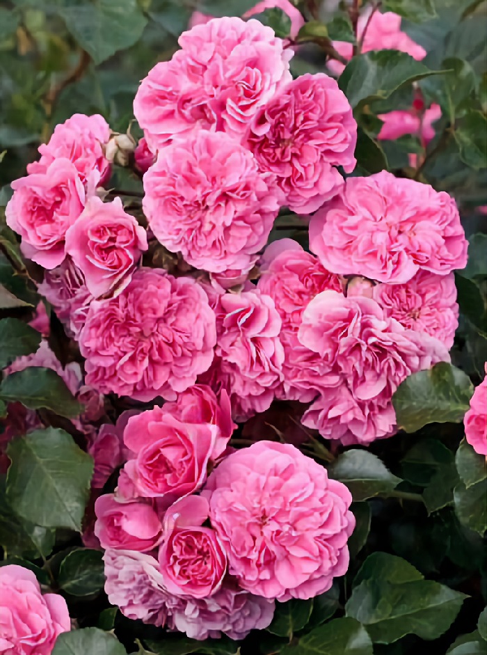 

Роза почвопокровная Кантр Сезон