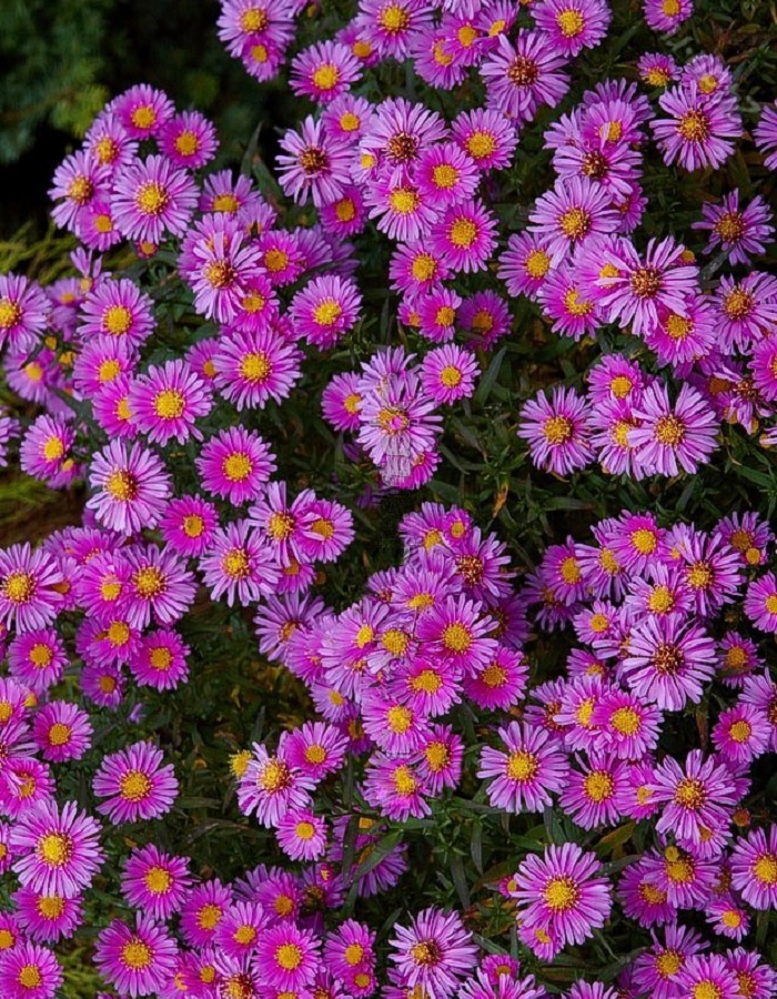 

Астра кустарниковая Элис Хэслем