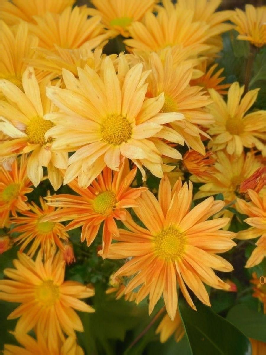 Хризантема Корейская Рейган ASF 1 шт Р9 499₽