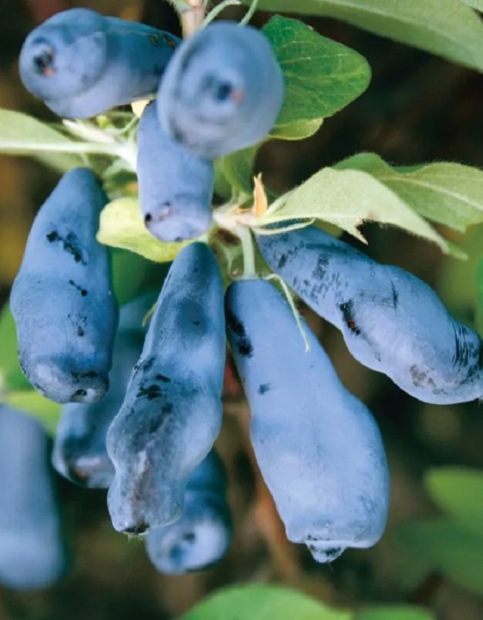 

Жимолость съедобная Мальвина