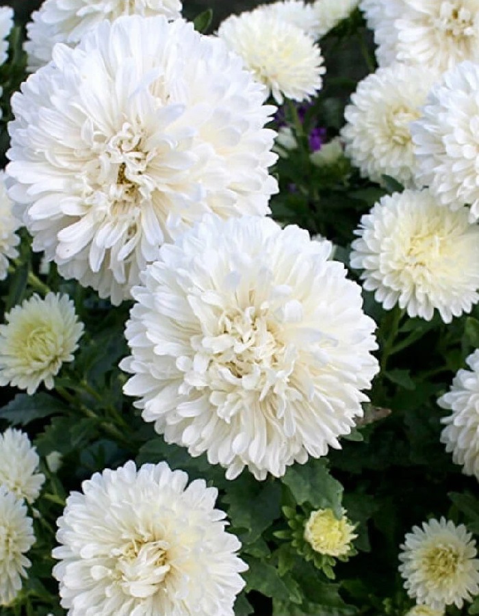 

Астра обильноцветущая Снежный жемчуг (УД) 0,2 гр цв п