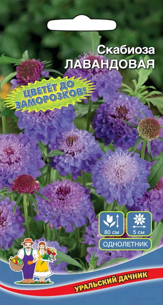 

Скабиоза Лавандовая (УД) 0,1 гр цв п