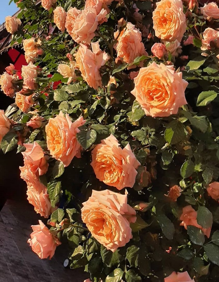 Роза плетистая Барок 1 шт роза кэнди лэнд плетистая викс