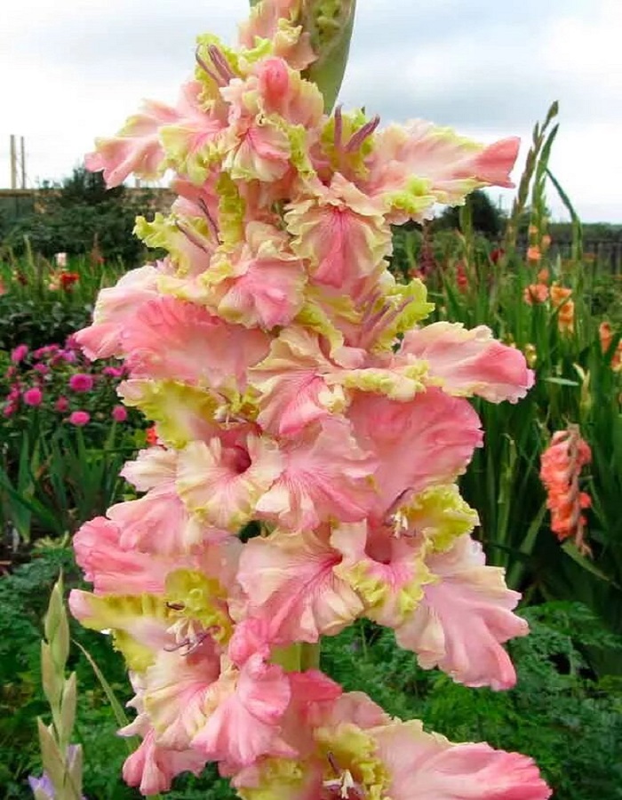 

Гладиолус Монтезума