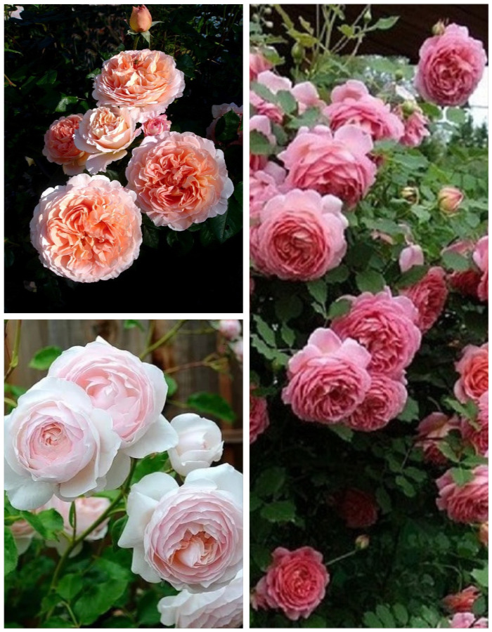 

Набор роз "Ароматный" 3 саженца