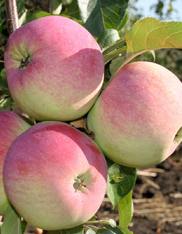 

Яблоня Свежесть 1 шт