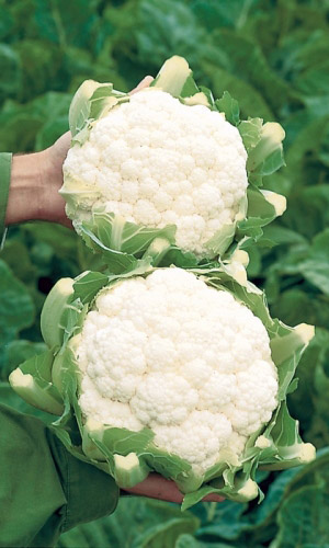 Капуста цветная Полярная звезда (УД) 0,25 гр. цв.п.