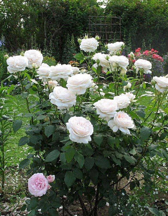 

Роза чайно-гибридная Ломоносов