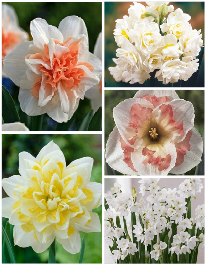 

Микс нарциссов "Нежность весны" 1 уп. ( 5 шт.)